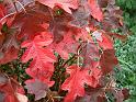 Hydrangea quercifolia_1 